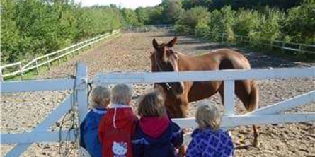Børnegruppe som kigger på hest 